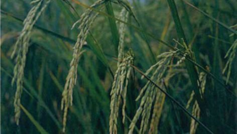 معرفی برنج رقم سنگ طارم