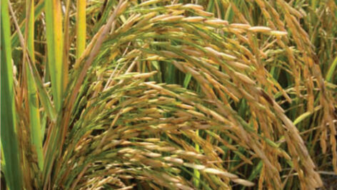 معرفی برنج رقم شیرودی