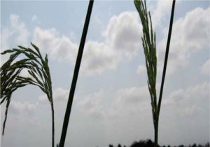 معرفی برنج رقم هیبرید و راهنمای کامل کاشت آن