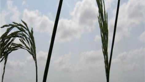 معرفی برنج رقم هیبرید