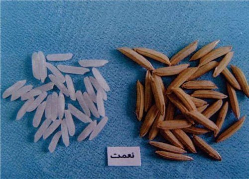 معرفی برنج رقم نعمت