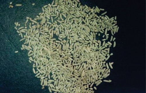 معرفی برنج رقم مازند (لاین ۶۹۲۸)