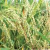 معرفی برنج رقم گرده