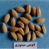 معرفی برنج رقم فوجی مینوری