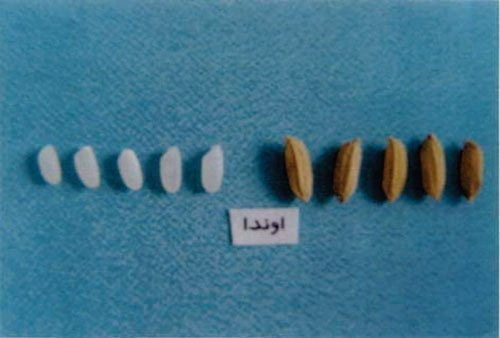 معرفی برنج رقم فوجی مینوری