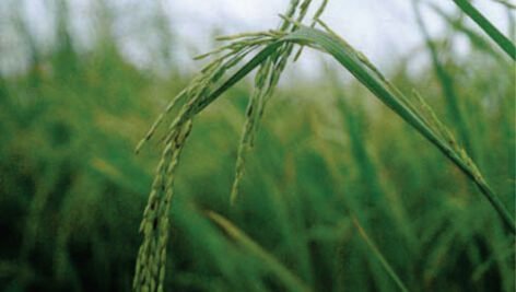 معرفی برنج رقم طارم رشتی