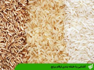 آشنایی با طبقه بندی ارقام برنج