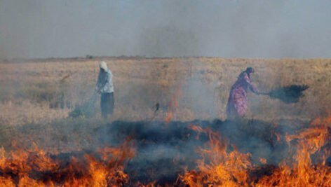 مهمترین مضرات آتش زدن بقایای گیاهی در اراضی زراعی