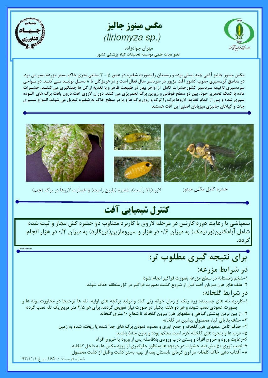 مگس مینوز جالیز