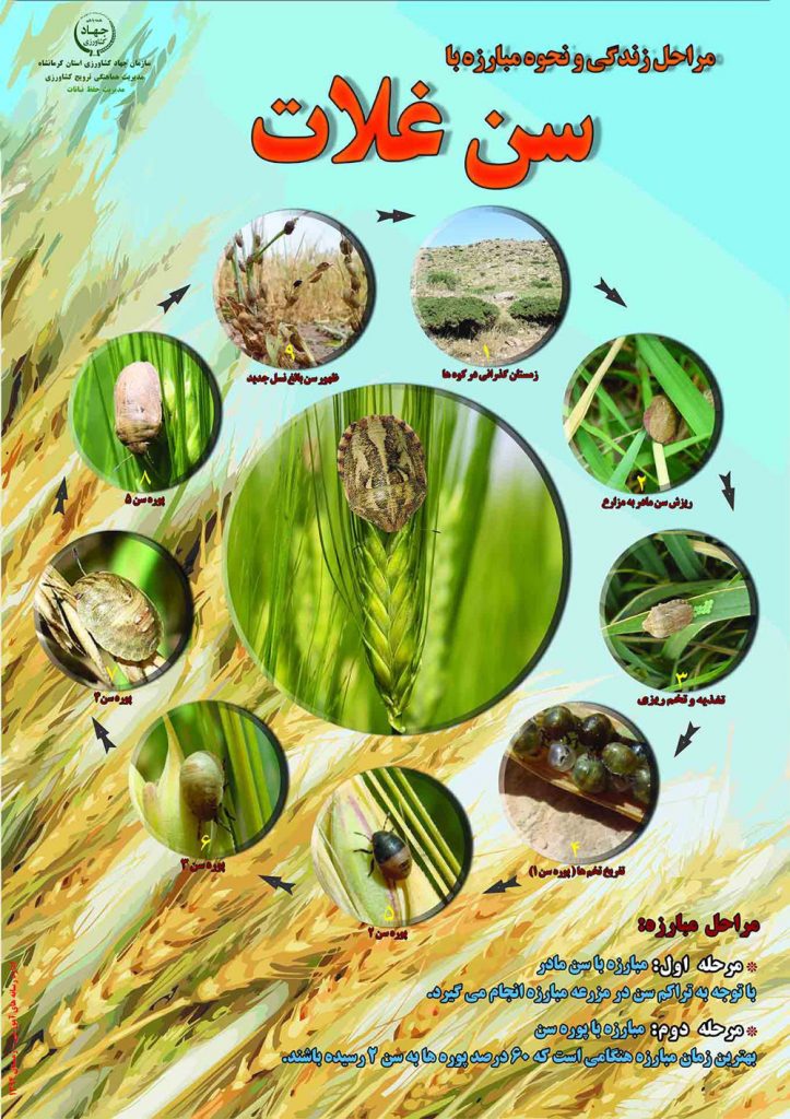مراحل زندگی و نحوه مبارزه با سن غلات