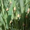 مراحل زندگی و نحوه مبارزه با سن غلات