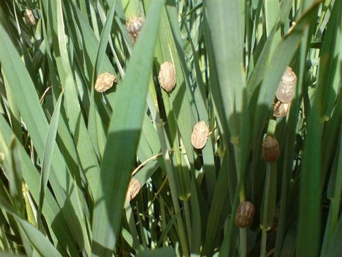 مراحل زندگی و نحوه مبارزه با سن غلات