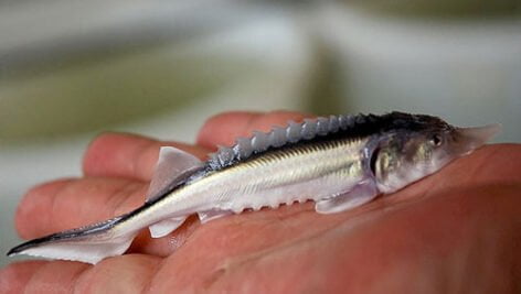 مراحل تکثیر مصنوعی و تولید بچه ماهی از مولدین خاویاري به روش زنده
