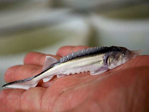 مراحل تکثیر مصنوعی و تولید بچه ماهی از مولدین خاویاري به روش زنده