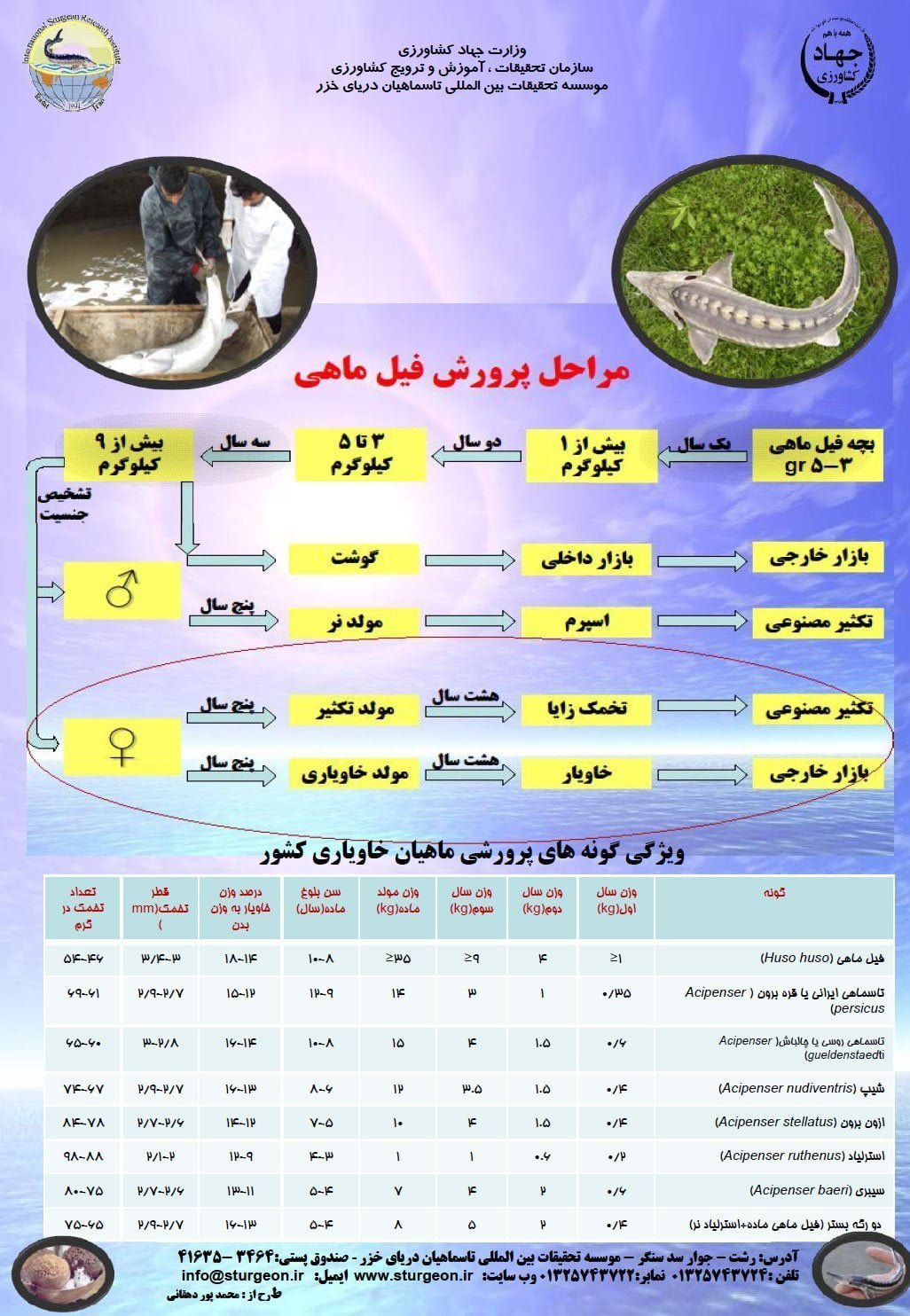مراحل پرورش فیل ماهی