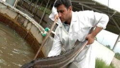 مدیریت بهداشتی مزارع پرورش ماهیان خاویاری