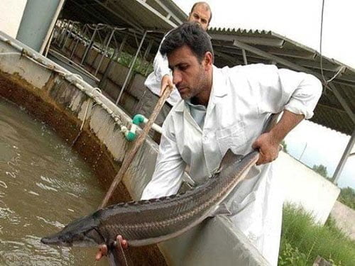 مدیریت بهداشتی مزارع پرورش ماهیان خاویاری