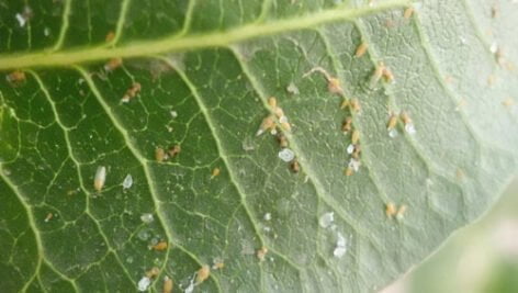 دستورالعمل کاربرد صابون حشره کش در کنترل آفات