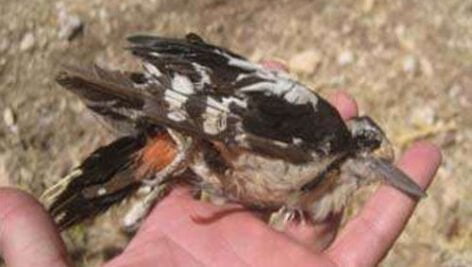 شناسایی خسارت پرندگان و جوندگان به میوه گردو در استان کرمان