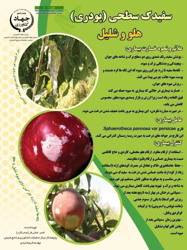 سفیدک سطحی (پودری) هلو و شلیل