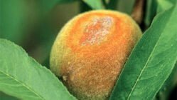 سفیدک سطحی (پودری) هلو و شلیل