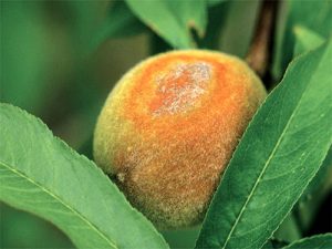 سفیدک سطحی (پودری) هلو و شلیل