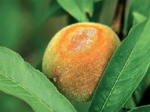 سفیدک سطحی (پودری) هلو و شلیل