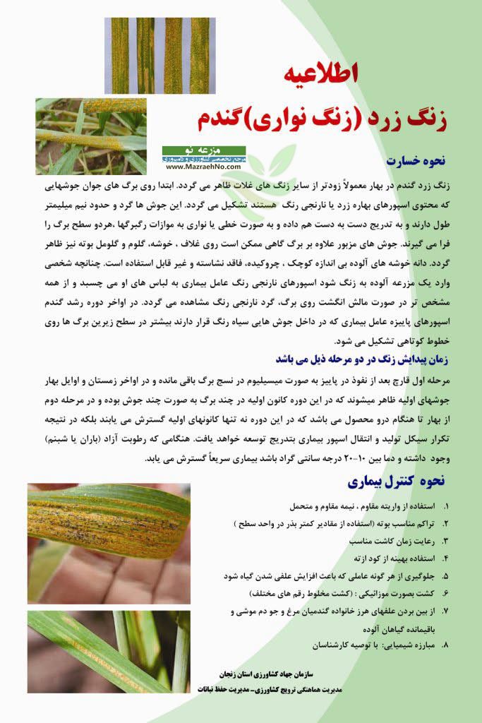 بیماری زنگ زرد (زنگ نواری) گندم