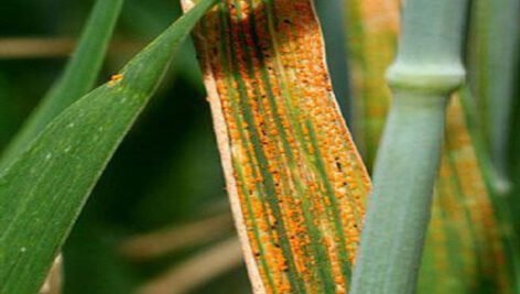 بیماری زنگ زرد گندم (زنگ نواری)