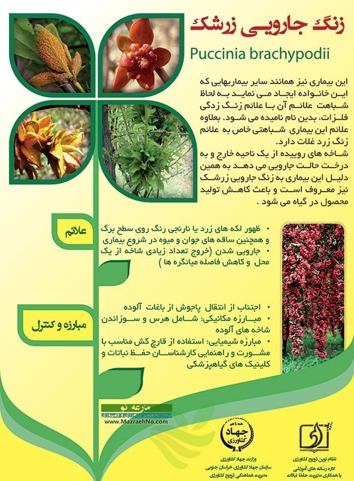 اینفوگرافیک بیماری زنگ جارویی زرشک