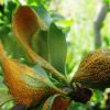 بیماری زنگ جارویی زرشک