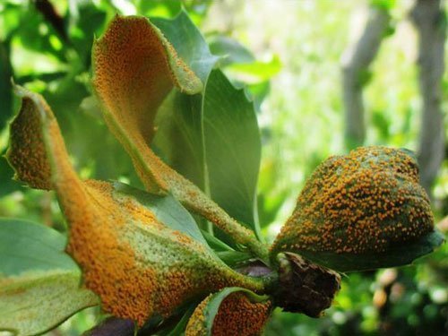 بیماری زنگ جارویی زرشک