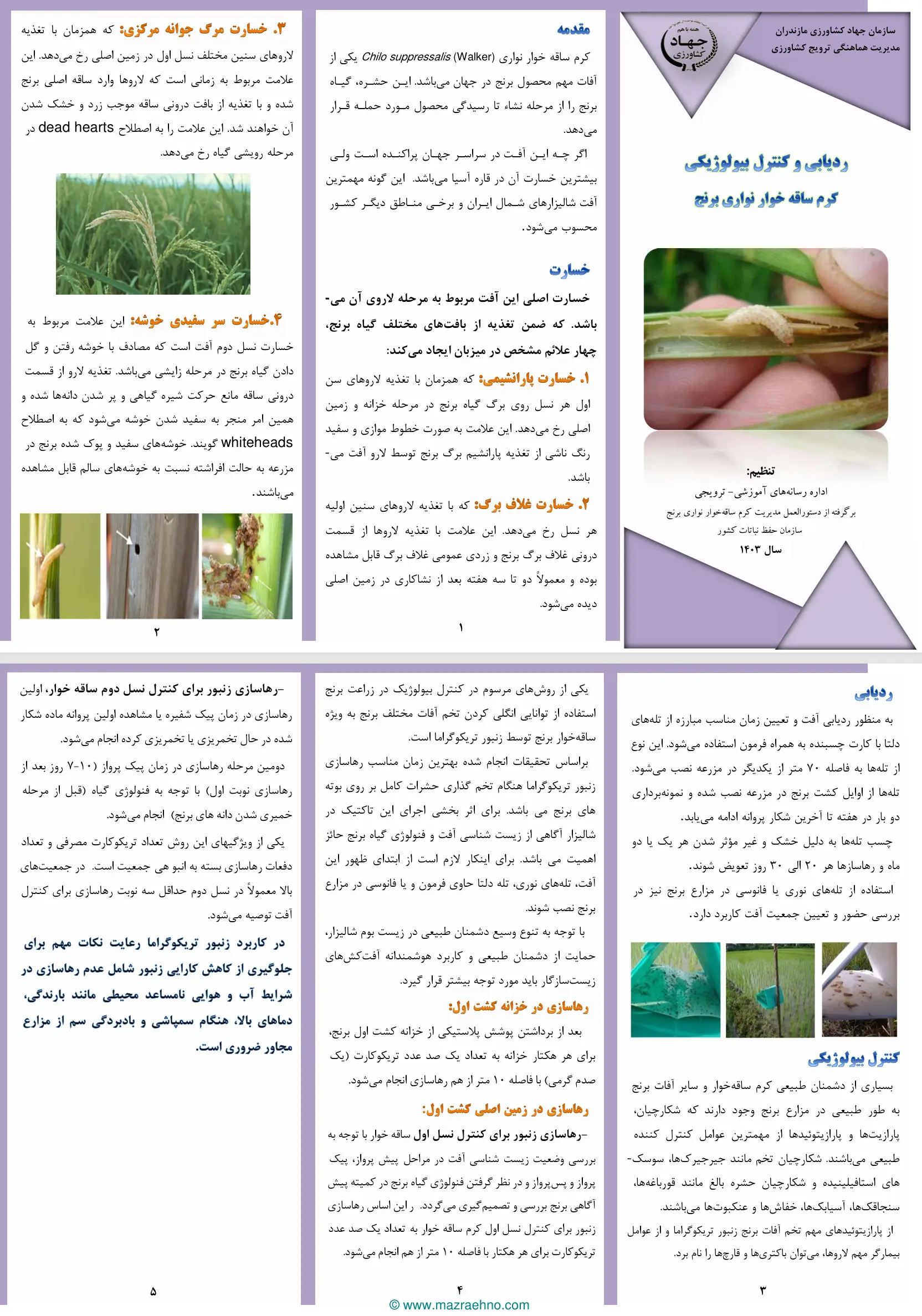 ردیابی و کنترل بیولوژیکی کرم ساقه خوار نواری برنج