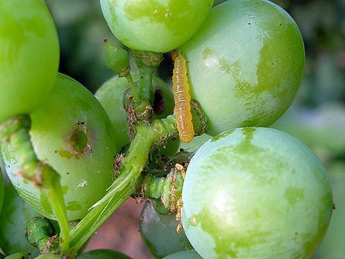 زیست شناسی و مبارزه با کرم خوشه خوار انگور