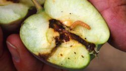 زیست شناسی و روش مبارزه با کرم سیب