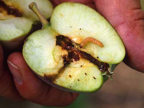 زیست شناسی و روش مبارزه با کرم سیب