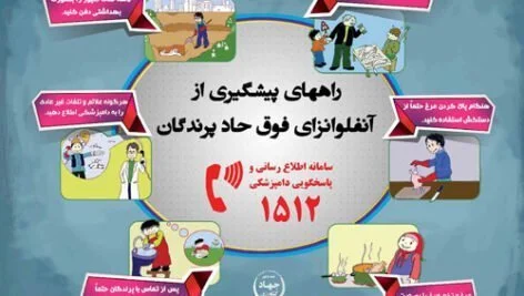 اینفوگرافیک راههای پیشگیری از آنفلوانزای فوق حاد پرندگان