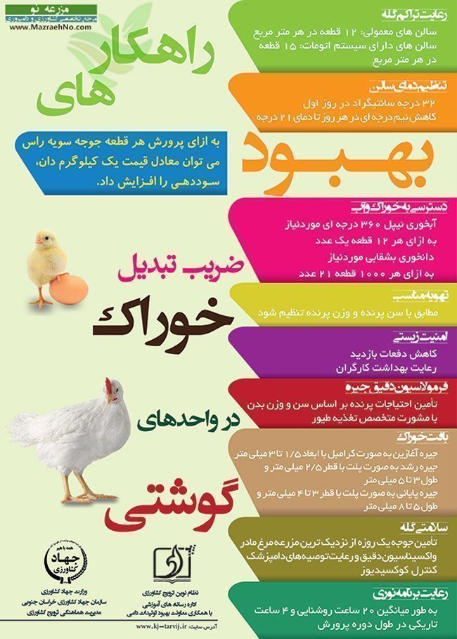 راهکارهای بهبود ضریب تبدیل خوراک در واحدهای مرغ گوشتی
