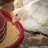 راهکارهای بهبود ضریب تبدیل خوراک در واحدهای مرغ گوشتی
