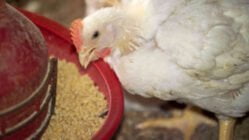 راهکارهای بهبود ضریب تبدیل خوراک در واحدهای مرغ گوشتی
