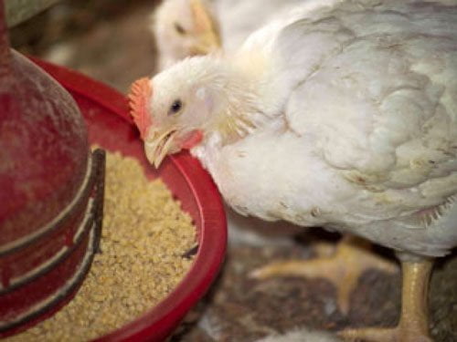 راهکارهای بهبود ضریب تبدیل خوراک در واحدهای مرغ گوشتی