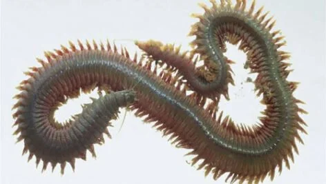 تولید انبوه کرم های پرتار دریایی (کرم نرئیس) جهت تغذیه آبزیان