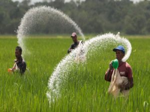تقویم کوددهی گندم آبی [اینفوگرافیک]