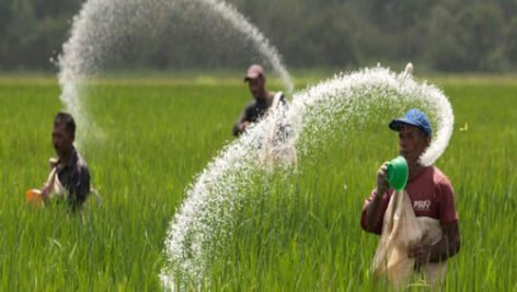 تقویم کوددهی گندم آبی [اینفوگرافیک]