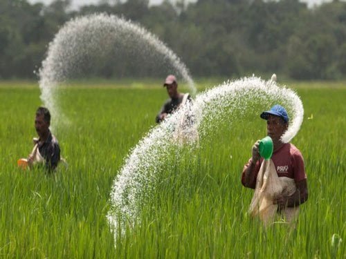 تقویم کوددهی گندم آبی [اینفوگرافیک]