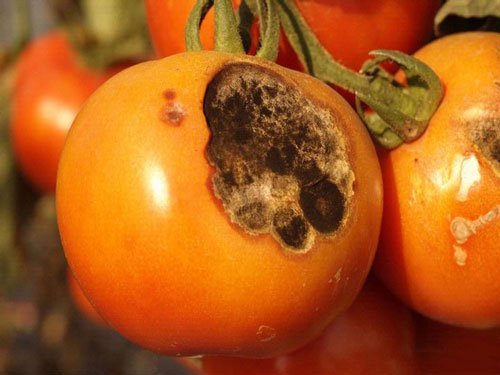پوستر آفت پروانه مینوز گوجه فرنگی و سیب زمینی