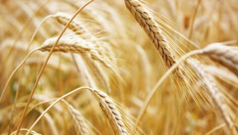 اطلاعیه بهبود تغذیه گندم