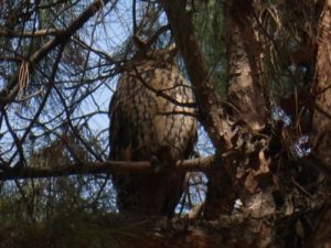 بررسی کارایی جغد گوش دراز در کنترل جوندگان