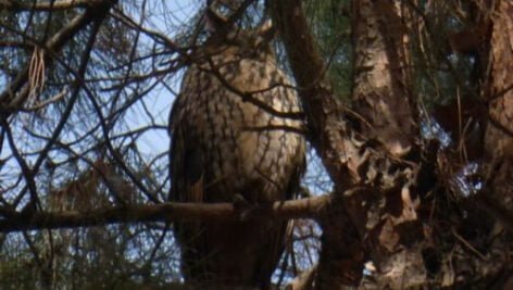 بررسی کارایی جغد گوش دراز در کنترل جوندگان