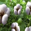 مشخصات کمی و کیفی ارقام جدید پنبه